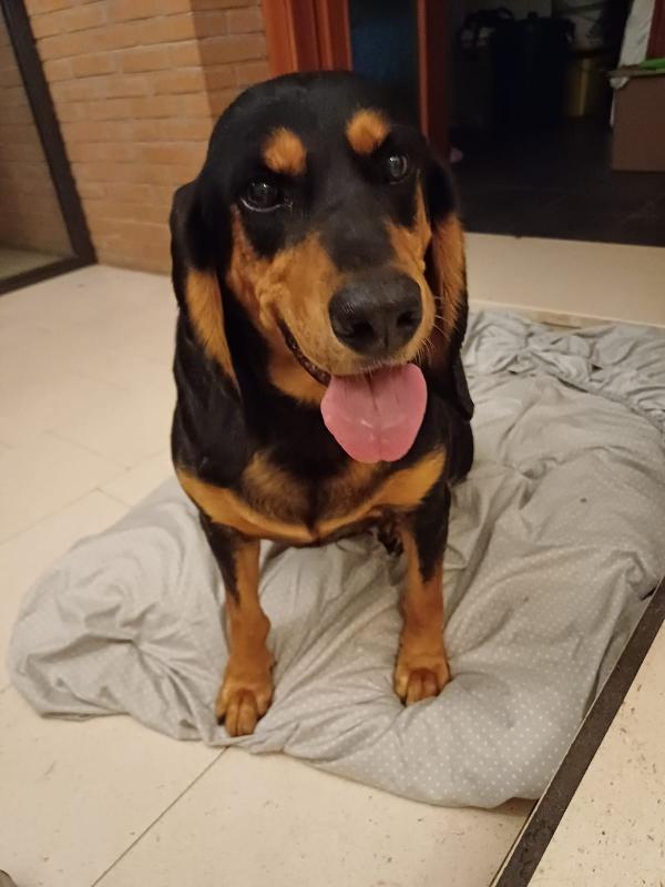 Ghost Segugio Da Pet Therapy